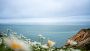 MSM landscape by pixel9ine.com